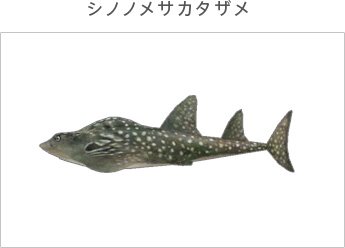 El letal pez Shinonomesakatazame